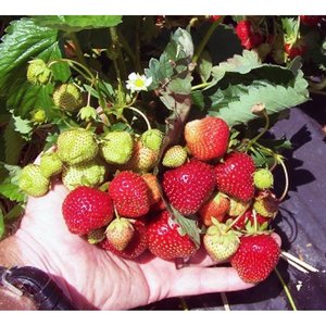 Strawberry Dickens Strawberry Late mid-late Season 25 count bundle